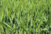 What is Khapli Wheat/Khapli Gehu?A Complete Guide to Ancient SuperGrain