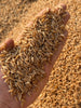 Benefits of Khapli Wheat: Understand the Ancient Superfood