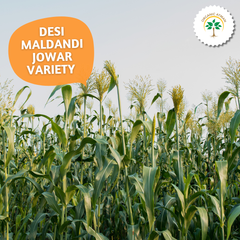Sorghum Flour (Jowar Atta)