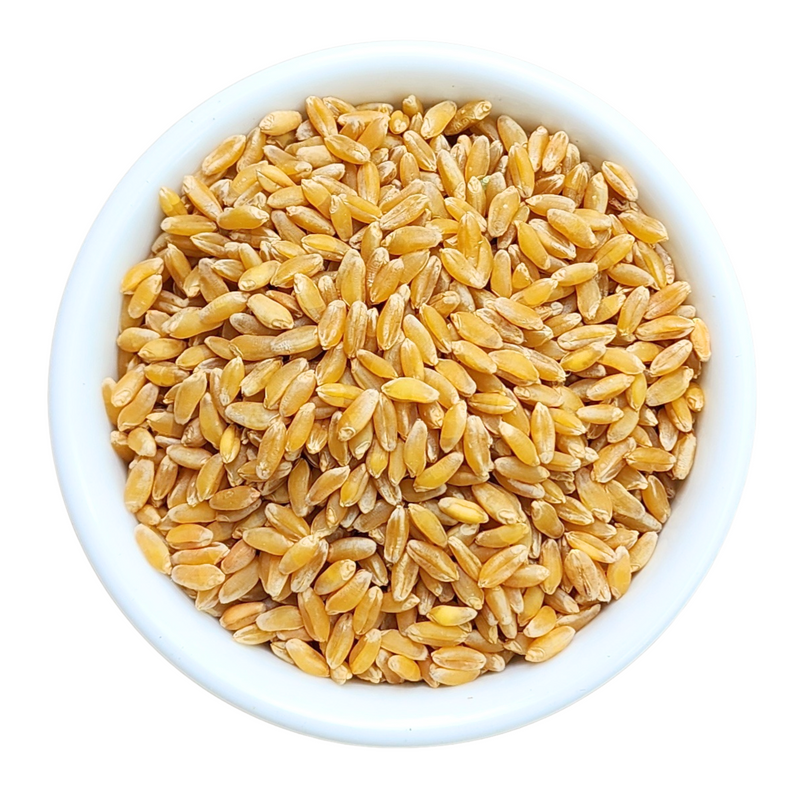 Bansi Wheat Whole (Bansi Wheat Grains)